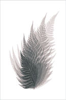 Fern 05